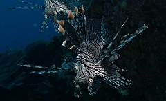 Raja Ampat 2016 - Pterois miles - Indian Lionfish - Poisson lion - IMG_5494_rc